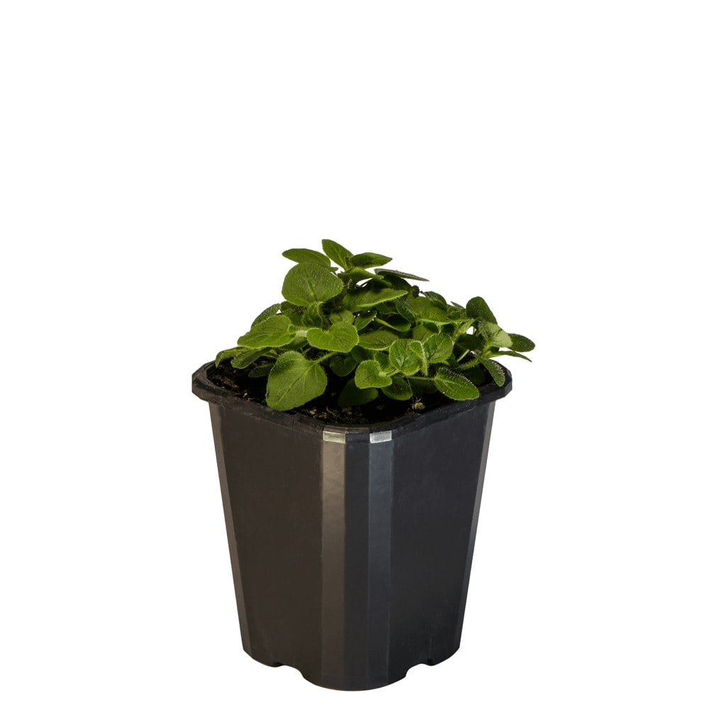Oregano Common