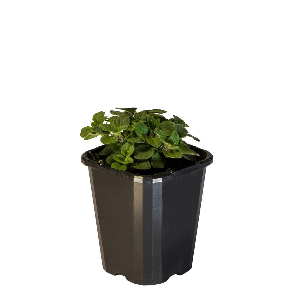 Oregano True Greek