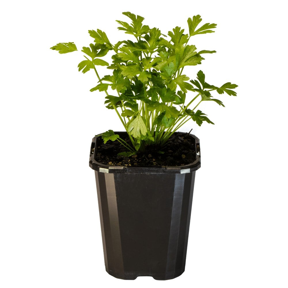Parsley Italian