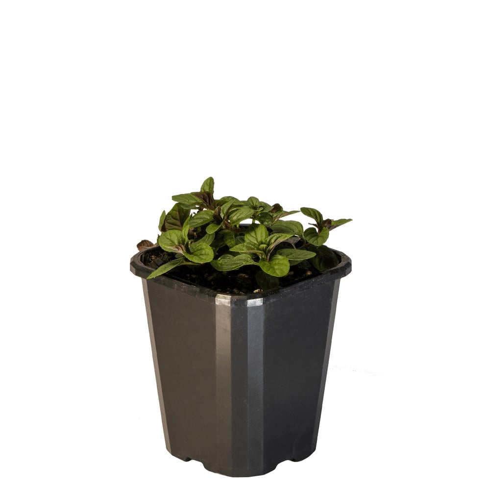 Peppermint