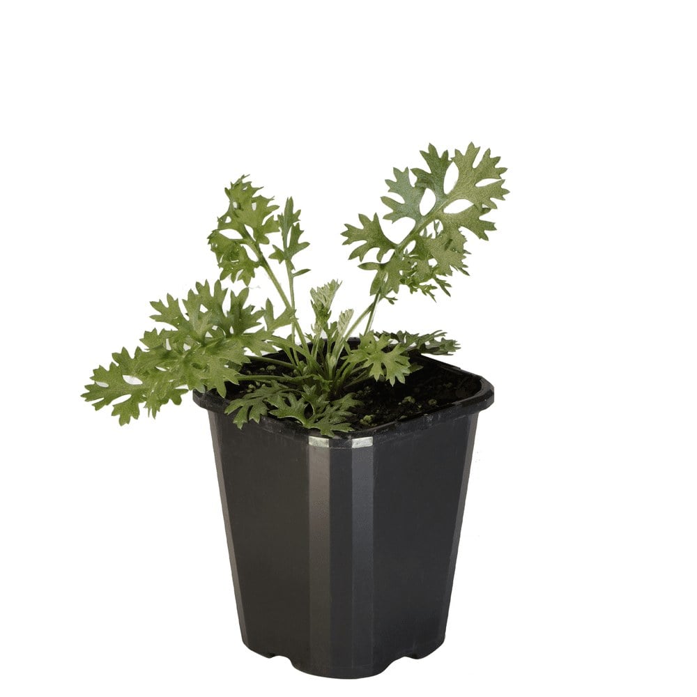 Pyrethrum