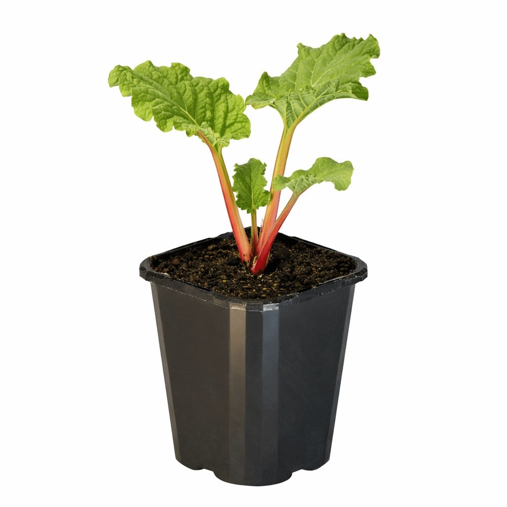 Rhubarb