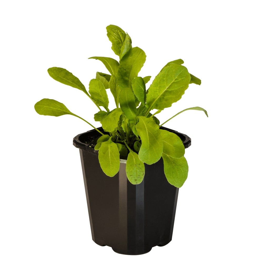 Rocket Salad