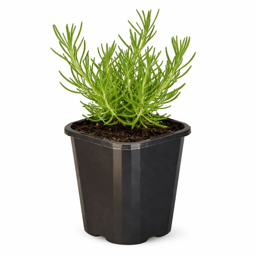 Rosemary Chefs Choice