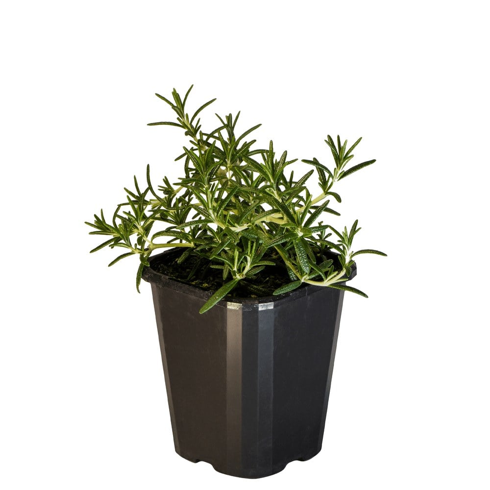 Rosemary Spreading