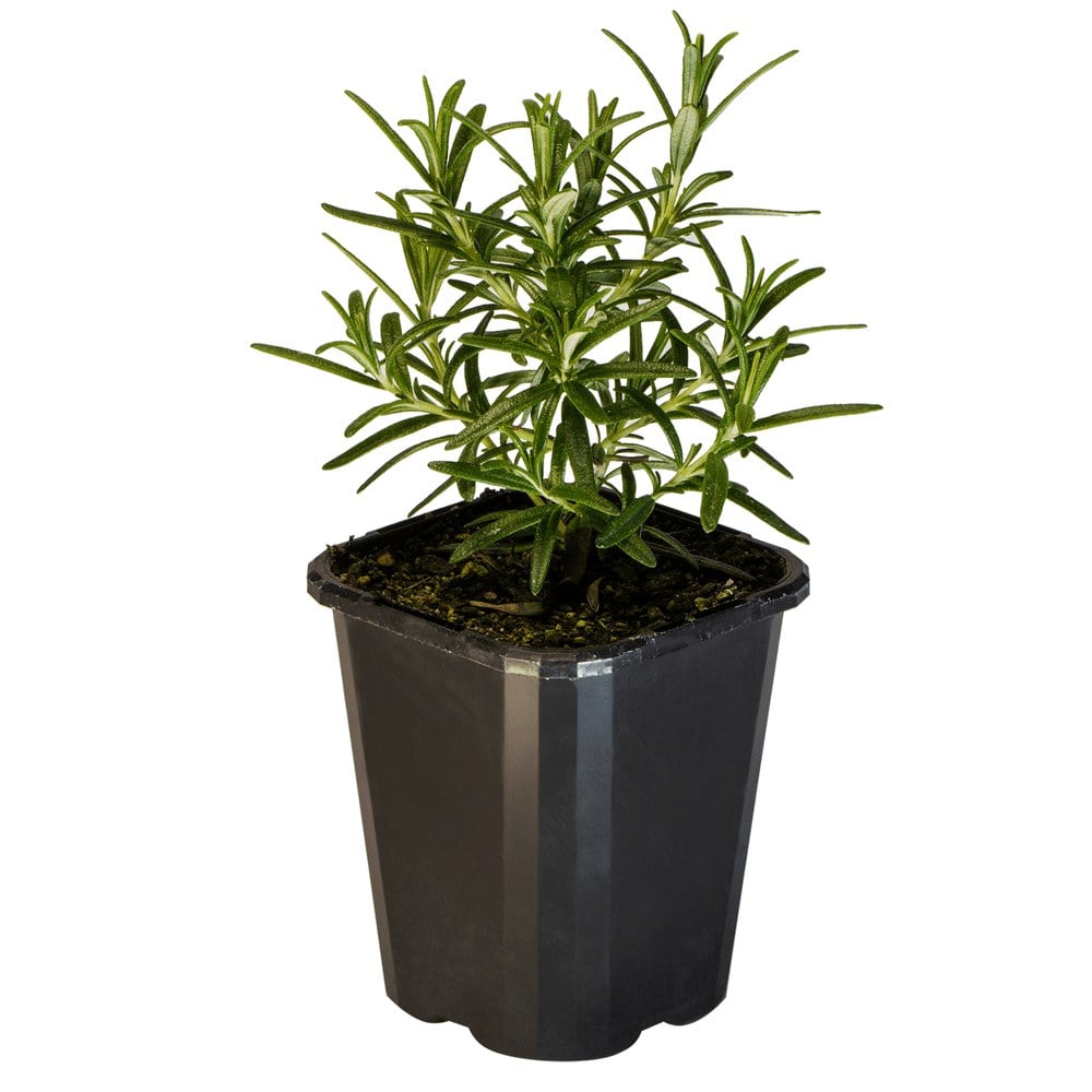 Rosemary Upright