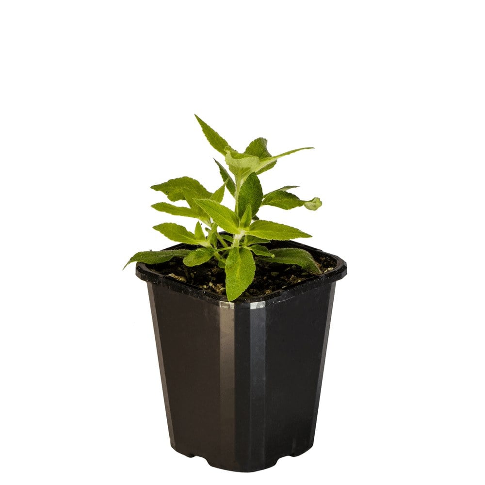 Sage Pineapple