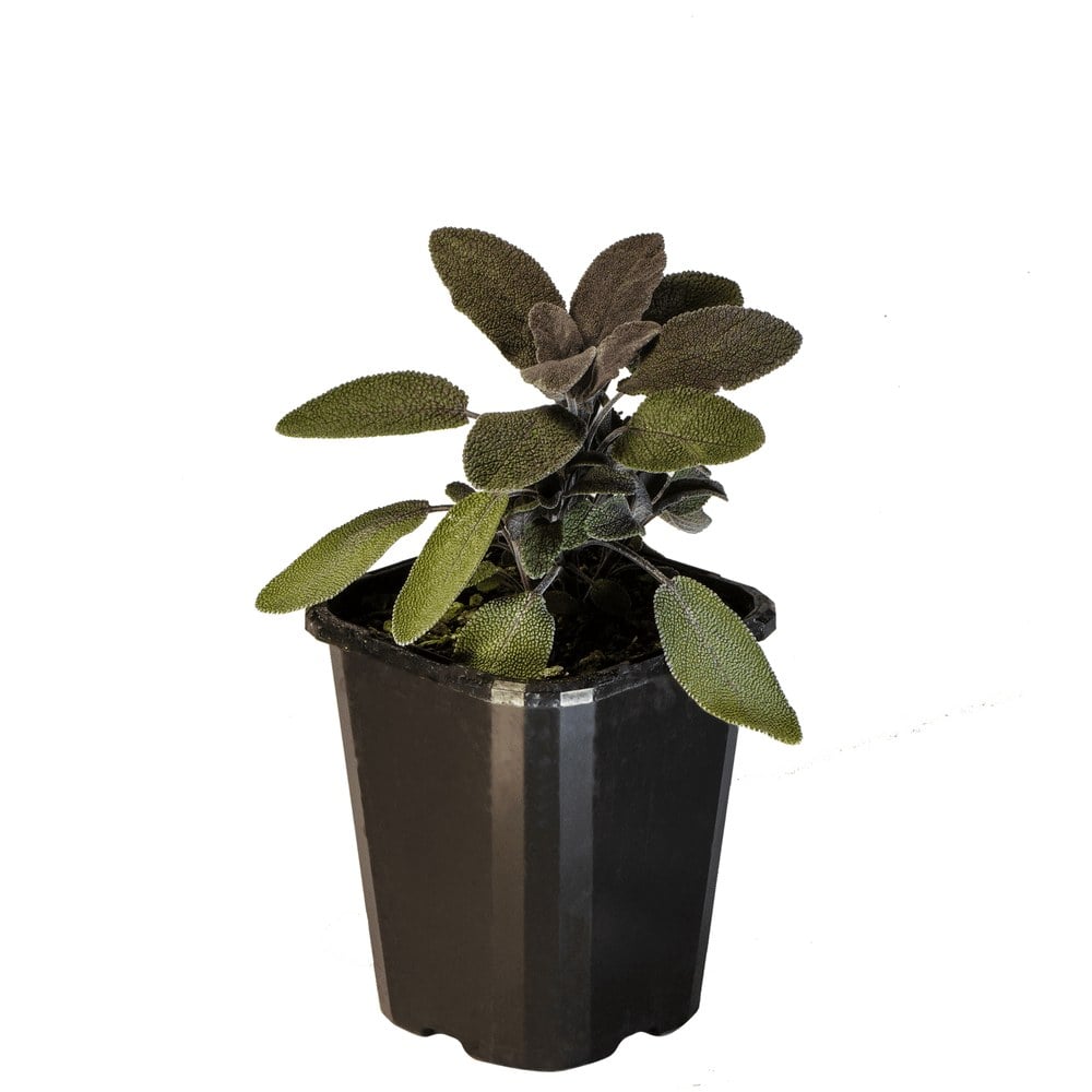 Sage Purple