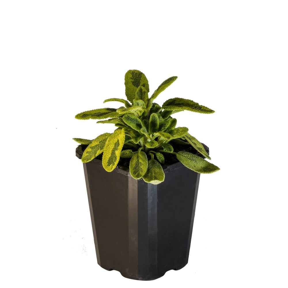 Sage Variegated