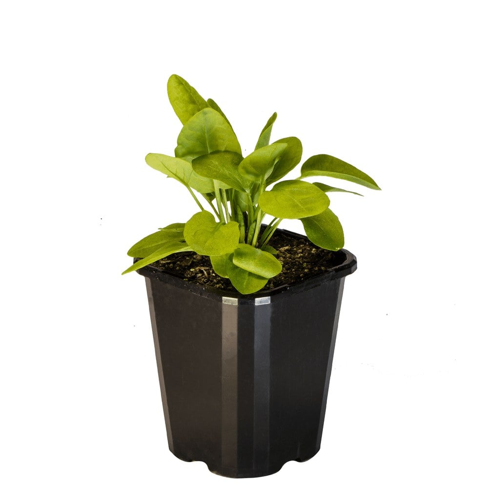 Sorrel