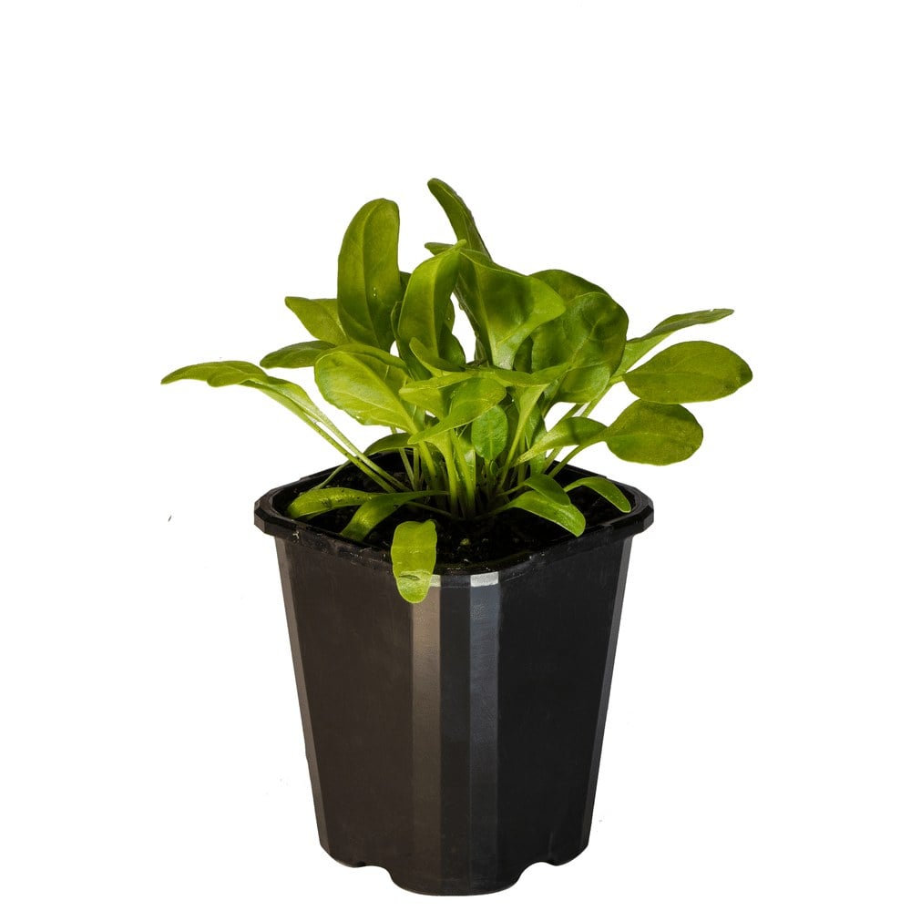 Spinach Perpetual