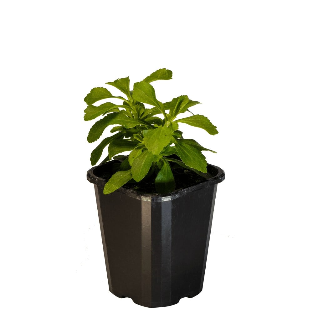 Stevia