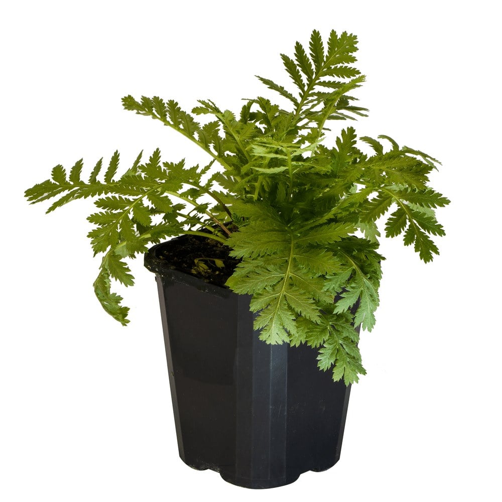 Tansy