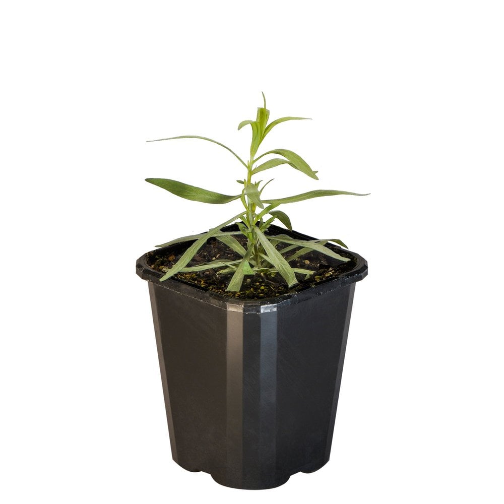 Tarragon French