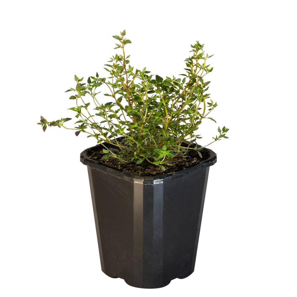 Thyme Common