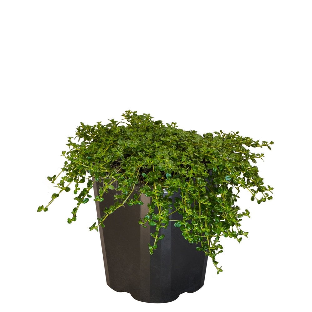 Thyme Emerald Carpet