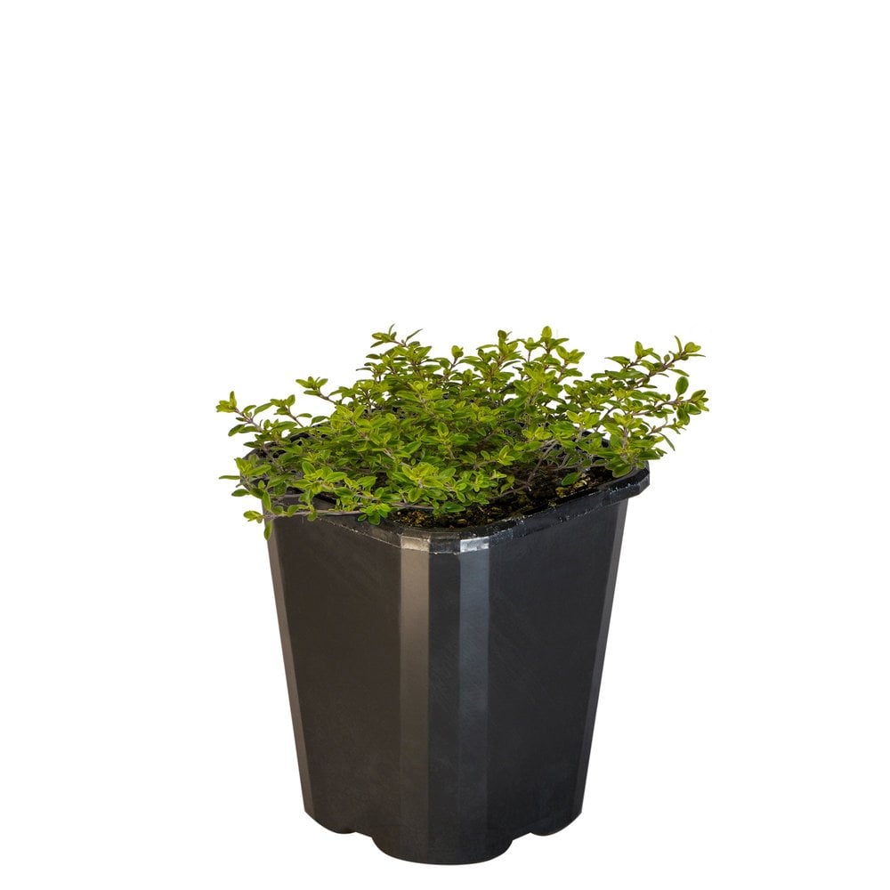 Thyme Golden