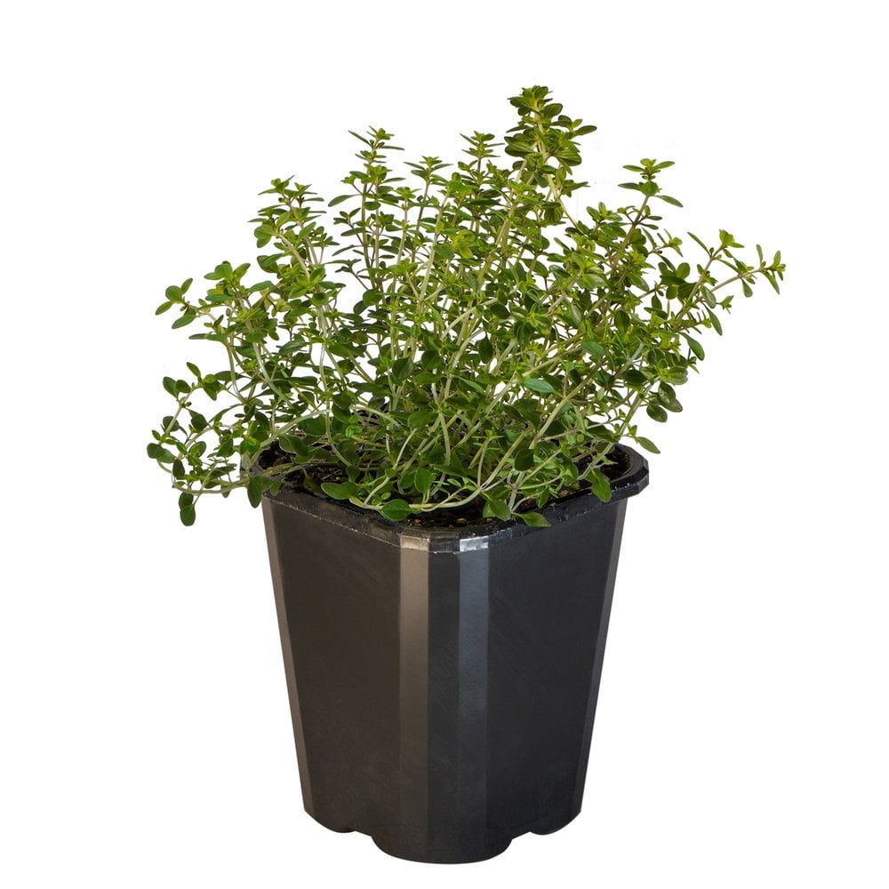 Thyme Lemon