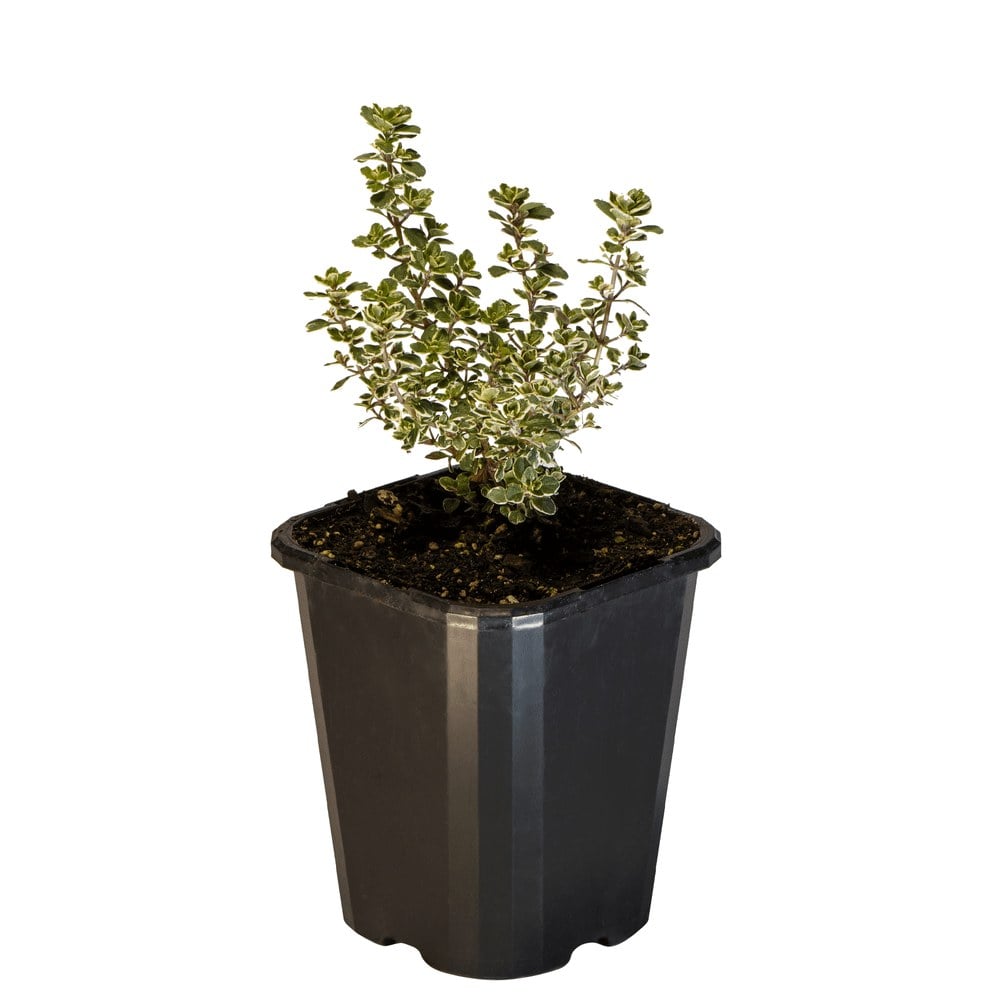 Thyme Lemon Variegated