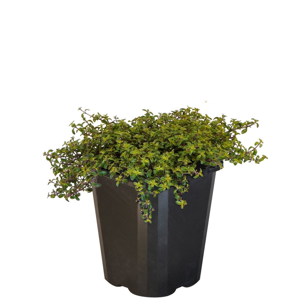 Thyme Ruby Carpet