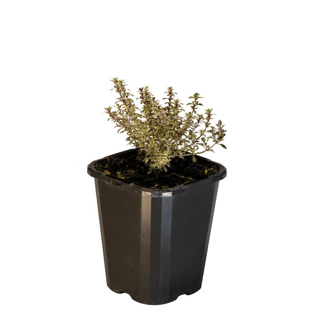 Thyme Silver