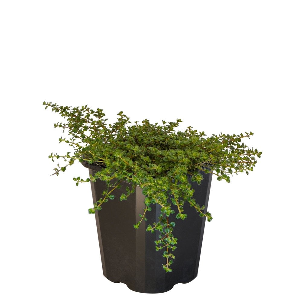 Thyme Woolly