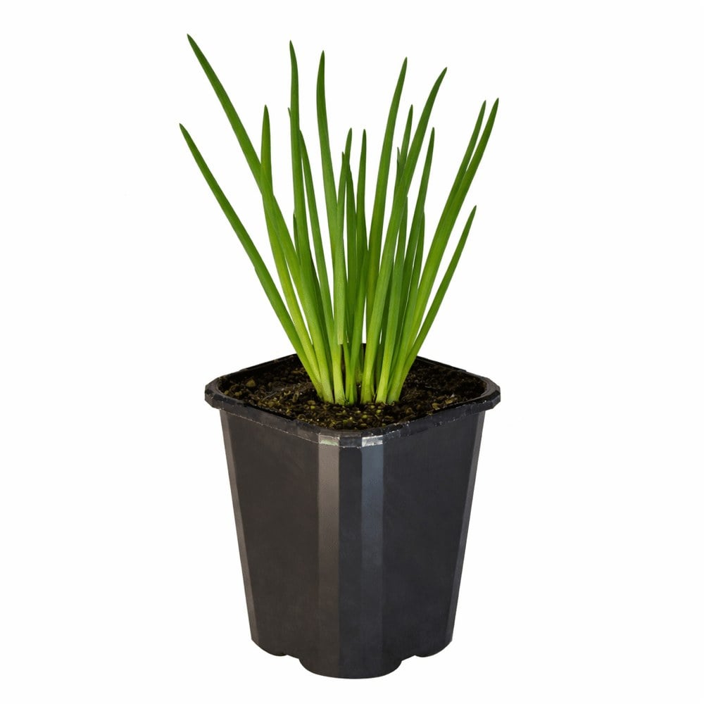 Welsh Onion