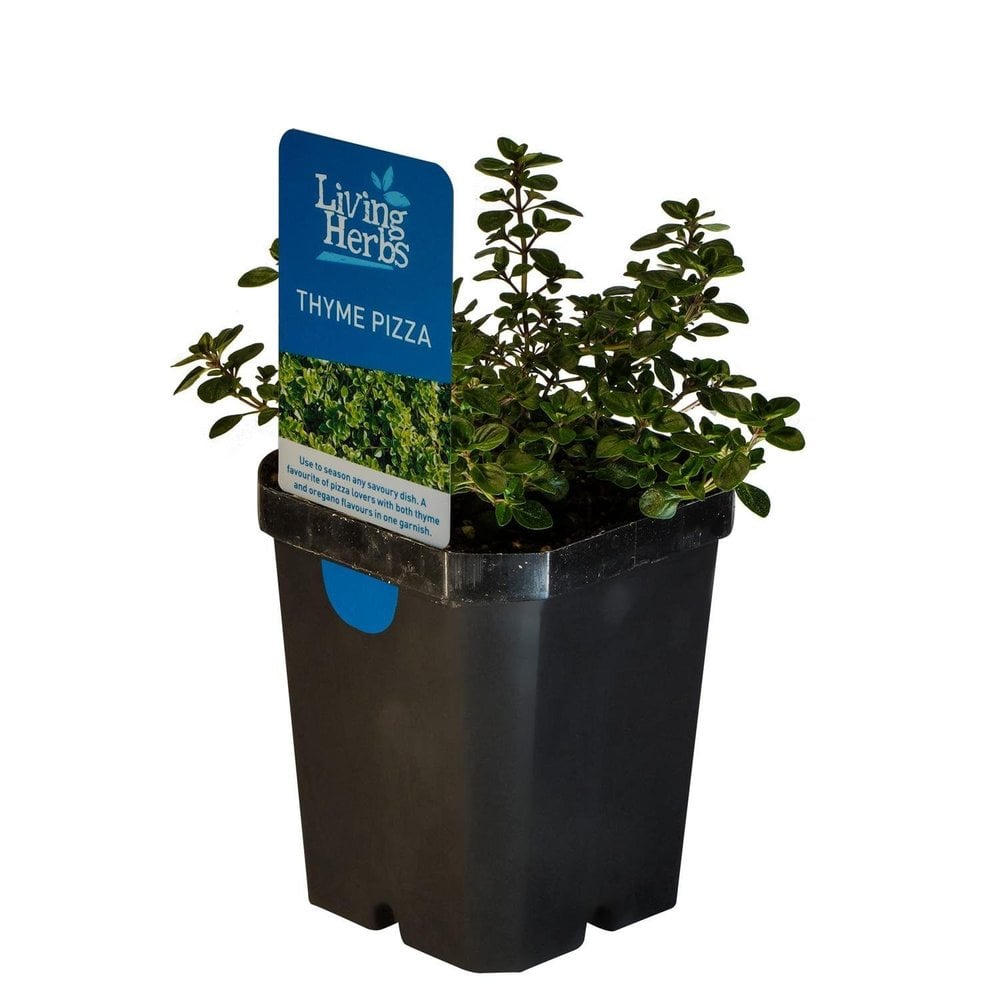 Living Herbs thyme pizza pot