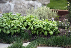 http://www.dreamstime.com/royalty-free-stock-image-herb-basil-thyme-plants-garden-bed-image19983706